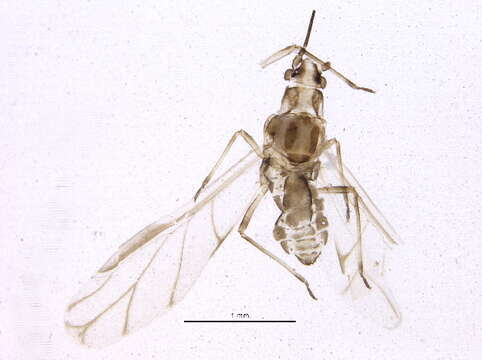 Image of Subsaltusaphis