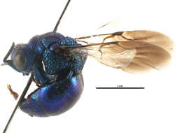 Image of Pseudomalus