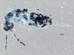 Image of Proisotoma