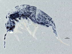 Image of Lepidocyrtus