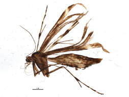 Image of Capperia evansi (McDunnough 1923)