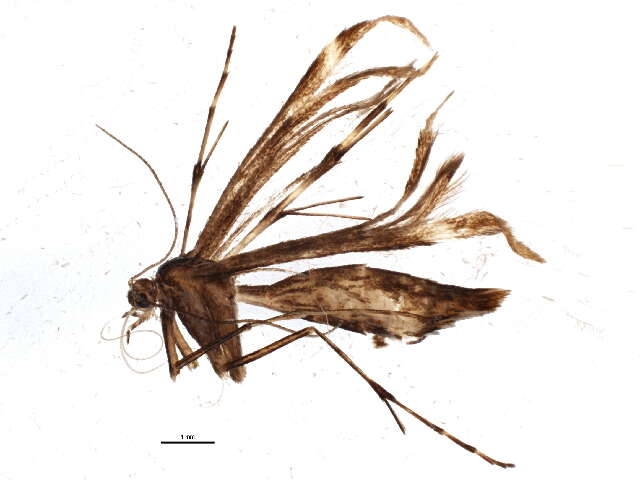 Image of Capperia evansi (McDunnough 1923)