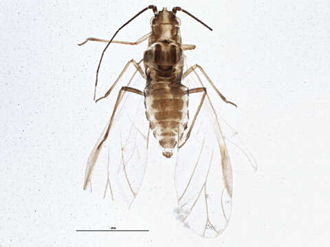 Image of Saltusaphidinae