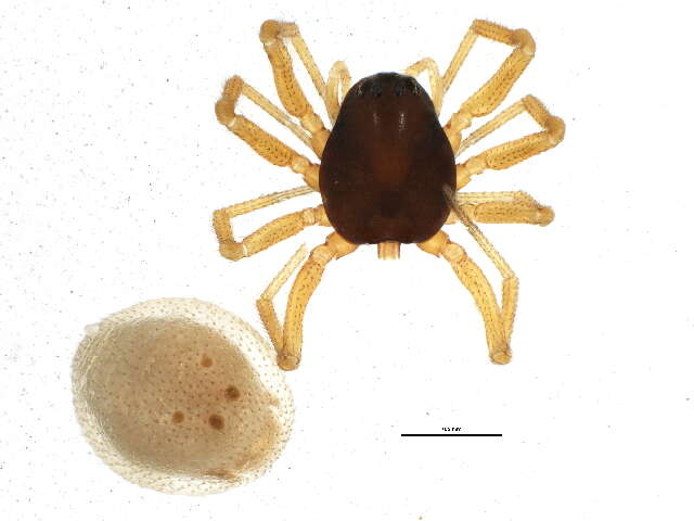 Image of Ceraticelus laetabilis (O. Pickard-Cambridge 1874)