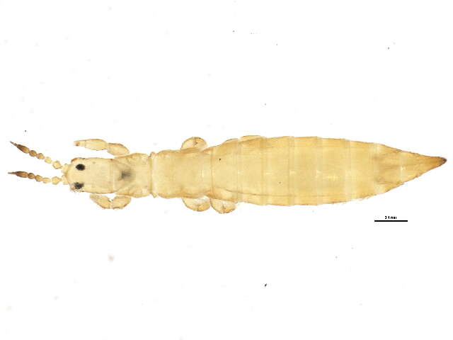 Image of Aptinothrips stylifer Trybom 1894