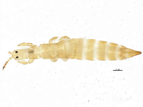 Image of Aptinothrips stylifer Trybom 1894