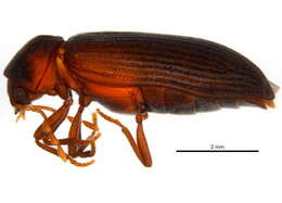 Sivun Hemicoelus carinatus (Say 1823) kuva