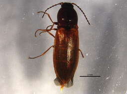 Image de <i>Pseudanostirus hoppingi</i>