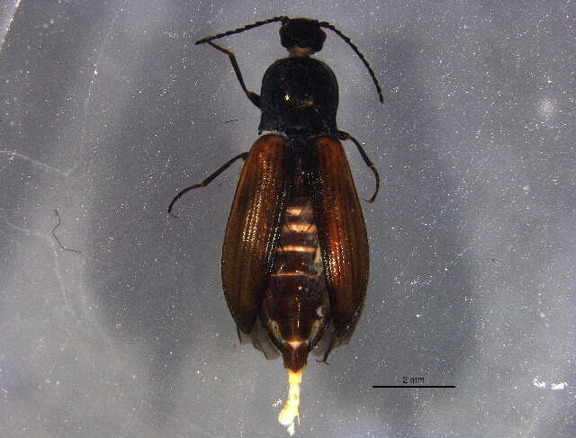 Image of <i>Pseudanostirus ochreipennis</i>