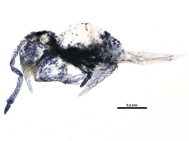 Image of Dicyrtomina