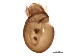 Imagem de Phthiracarus boresetosus Jacot 1930