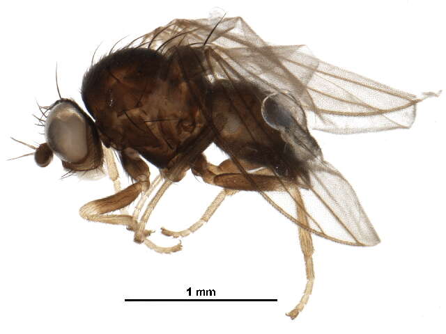 Image of Acalyptratae