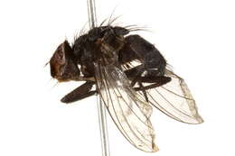 Image of Calliphora alaskensis (Shannon 1923)