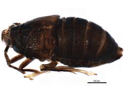 Sivun Delphacidae kuva