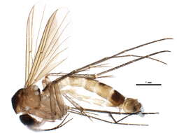 Image of Synplasta