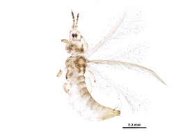 Image of Anaphothrips