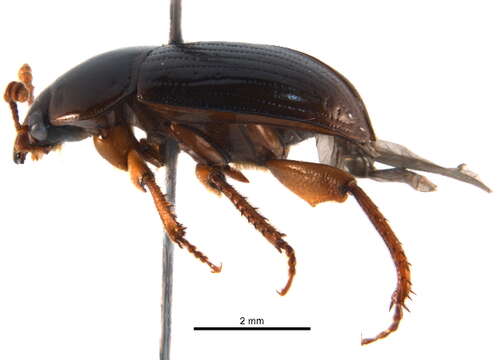 Image of Leiodes rufipes (Gebler 1833)