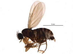 Image of Megaselia modesta (Brues 1919)