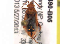 Image of scentless plant bugs
