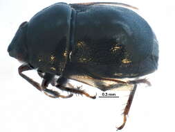 Image of ebony bugs