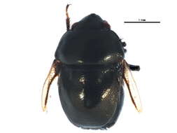 Image of ebony bugs