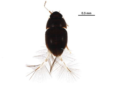 صورة Acrotrichis (Acrotrichis) insularis (Mäklin 1852)