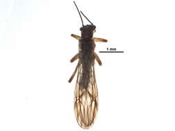 Image of Vernal Forestfly