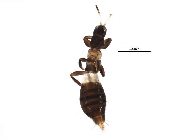 Image of Aeolothrips albicinctus Haliday 1836