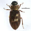 Image of Helophorus (Rhopalohelophorus) nitiduloides Orchymont 1945