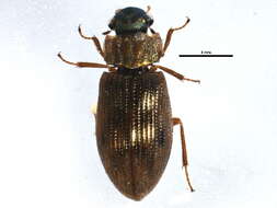 Image de Helophorus (Rhopalohelophorus) nitiduloides Orchymont 1945