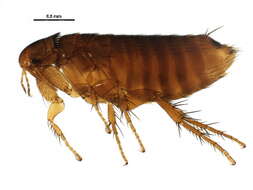 Image of Megabothris