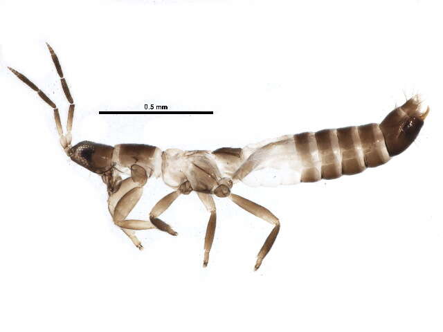 Image of Aeolothrips albicinctus Haliday 1836