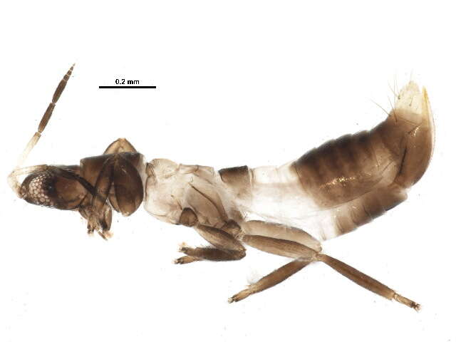 Image of Aeolothrips albicinctus Haliday 1836