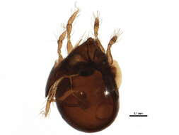 Image of Zetomimidae