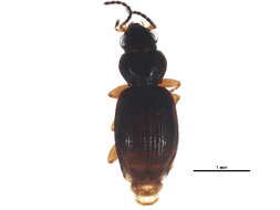 Bembidion (Semicampa) muscicola Hayward 1897的圖片