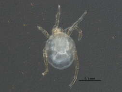 صورة Sperchontidae