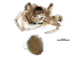 Image of Pocadicnemis occidentalis Millidge 1976