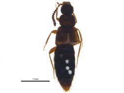 Image of Atheta (Alaobia) ventricosa Bernhauer 1907