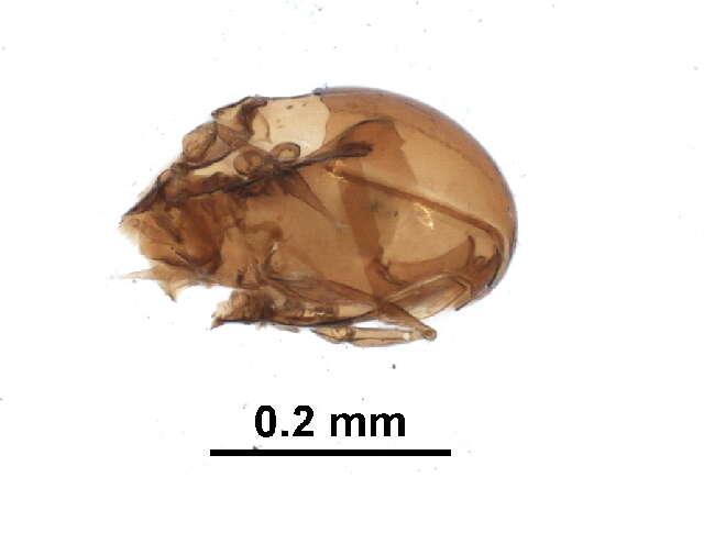 Image of Peloppiidae Balogh 1943