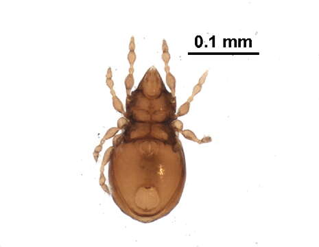 Image of Autognetidae Grandjean 1960