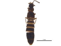 Image of Atheta (Microdota) subtilis (Scriba & W. 1866)