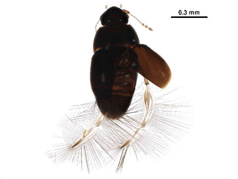 صورة Acrotrichis (Acrotrichis) insularis (Mäklin 1852)