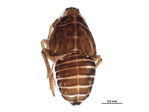 Delphacidae resmi