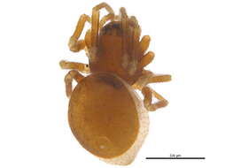 Ceraticelus minutus (Emerton 1882) resmi