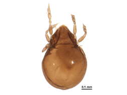 Image of Peloppiidae Balogh 1943