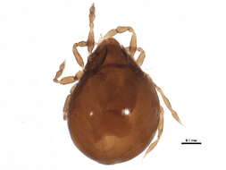 Image of Peloppiidae Balogh 1943