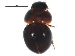 Image of Agathidium fawcettae Miller, K. B. & Q. D. Wheeler 2005