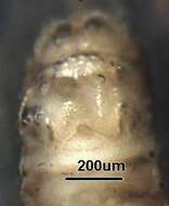 Image of Ostrocerca complexa (Claassen 1937)