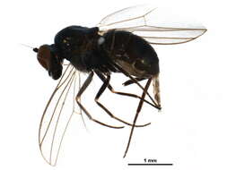 Image of Biota