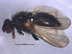 Image of Anthomyiinae